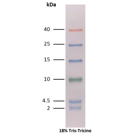 HRbio™ 彩虹低分子量蛋白Marker（2-40kDa）